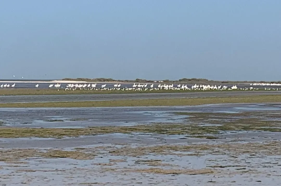 Dénombrement International des Oiseaux d’Eau au Parc National du Banc d’Arguin (PNBA)