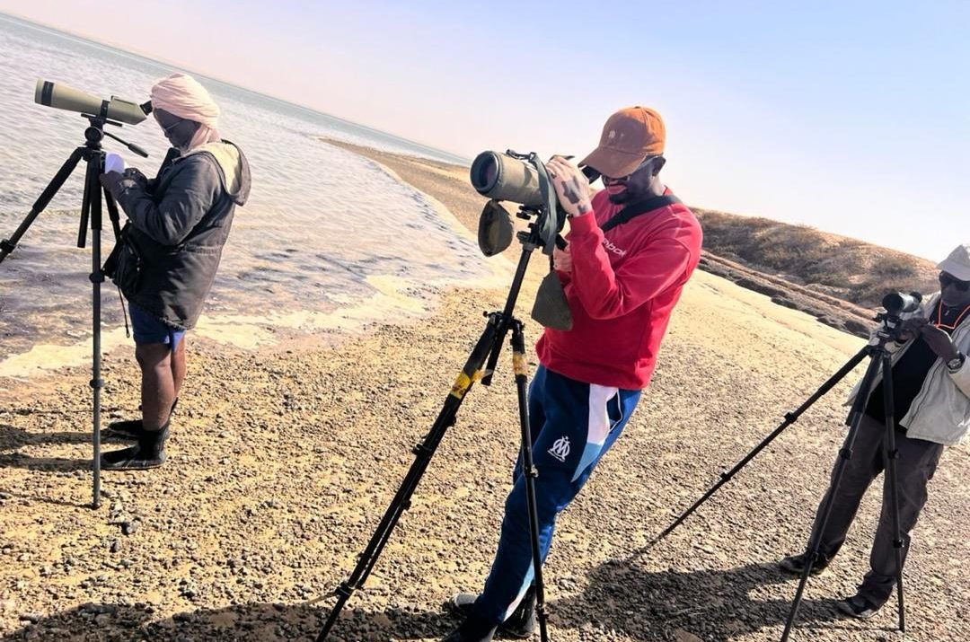 Global Waterbird Count in Banc d’Arguin National Park (PNBA)
