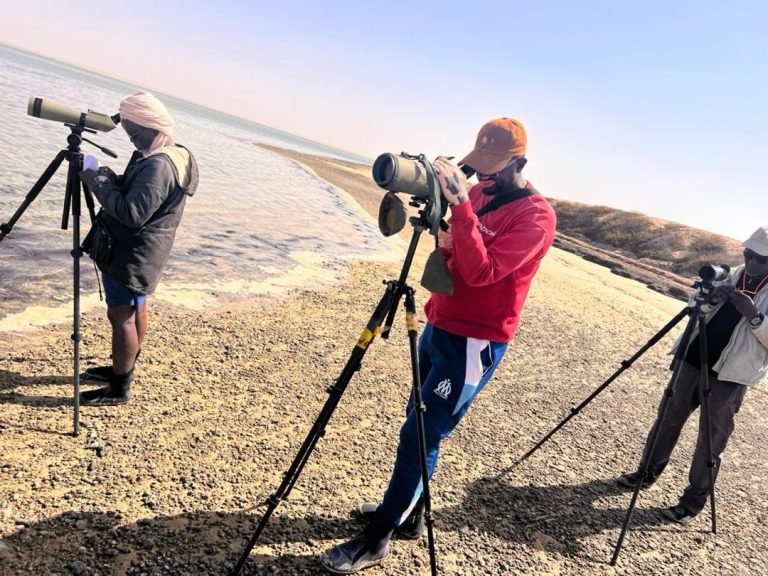 Dénombrement Global des oiseaux d’eau au Parc National du Banc d’Arguin (PNBA)